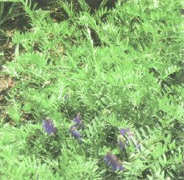 毛葉奶桑 毛葉奶桑