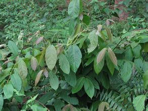 翅子藤屬 翅子藤屬