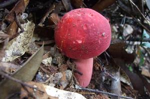 紅菇科 紅菇科