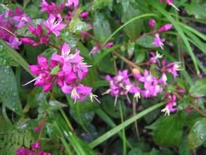 刺柄偏瓣花 刺柄偏瓣花