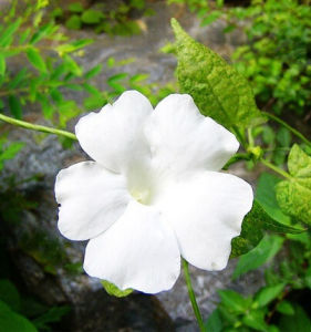 碗花草(原亞種) 碗花草(原亞種)