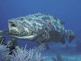 巨石斑魚