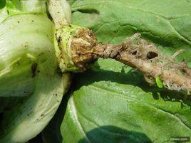 白菜類黑脛病 白菜類黑脛病