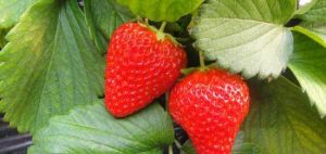 荊州農業科技園 荊州農業科技園