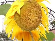 糙葉向日葵 糙葉向日葵