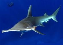 圓斑長須貓鯊 圓斑長須貓鯊