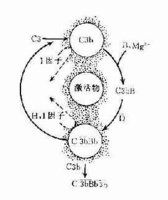 補體系統 補體系統