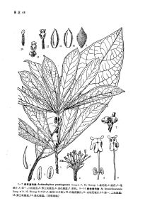 保亭黃肉楠 保亭黃肉楠