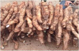 高山野山藥 高山野山藥