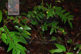 龍骨酸藤子 龍骨酸藤子