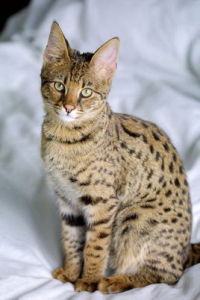 Savannah cat Savannah cat