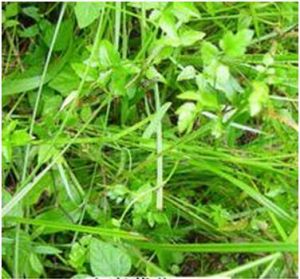 點囊薹草 點囊薹草