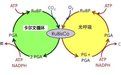核酮糖二磷酸羧化酶 核酮糖二磷酸羧化酶