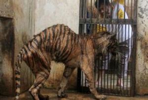 印度尼西亞泗水動物園 印度尼西亞泗水動物園