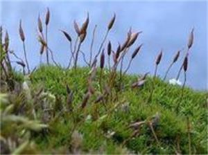 異葉紅葉蘚 異葉紅葉蘚