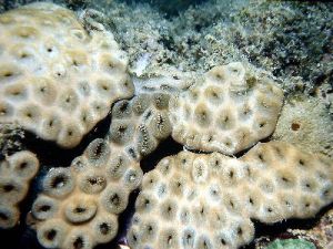 皮群海葵 皮群海葵