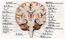 運動性言語中樞 運動性言語中樞