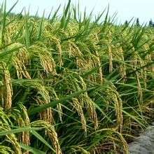 研優1號 研優1號