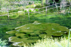 水源涵養 水源涵養