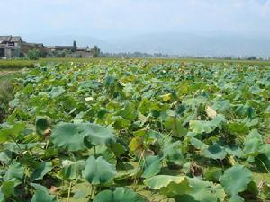 下沙河村 下沙河村