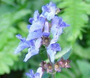 麥地龍香茶菜 麥地龍香茶菜