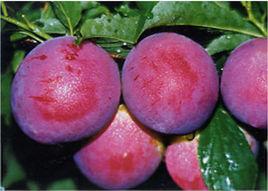 玫瑰皇后李 玫瑰皇后李