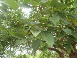 羽葉五加族 羽葉五加族