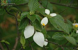 廣西玉葉金花 廣西玉葉金花