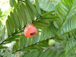 西藏紅豆杉 西藏紅豆杉