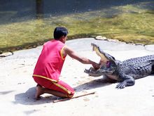 泰國鱷魚湖表演