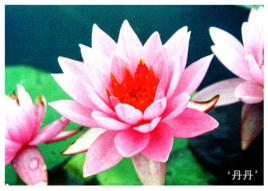 丹丹[睡蓮新品]