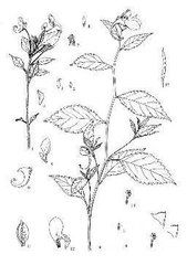 瓦葉假細羅蘚 瓦葉假細羅蘚