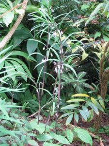 垂葉黃精 垂葉黃精