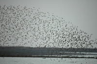 該保護區內的飛禽景觀