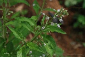 延葉珍珠菜 延葉珍珠菜