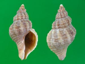 牡蠣骨螺 牡蠣骨螺