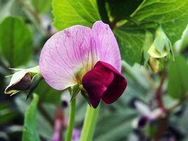 自花授粉植物 自花授粉植物