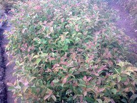 福建紅榕 福建紅榕