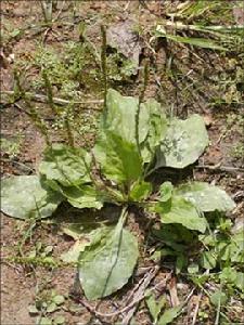 拌車前菜 拌車前菜