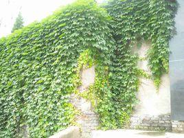 那片綠綠的爬山虎 那片綠綠的爬山虎