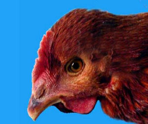 腫頭綜合症 腫頭綜合症