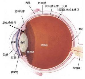 眼科診法