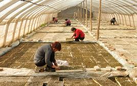 汝陽縣柏樹鄉 汝陽縣柏樹鄉