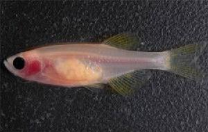 透明斑馬魚