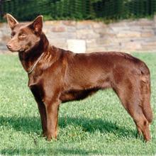 澳大利亞卡爾比犬 澳大利亞卡爾比犬