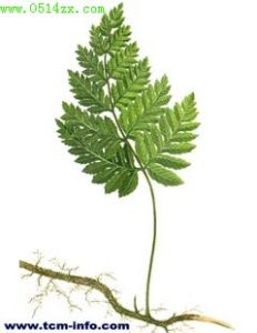 雲南陰石蕨 雲南陰石蕨