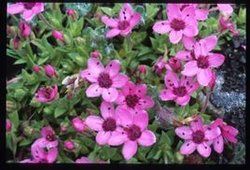 齒瓣亞屬 齒瓣亞屬