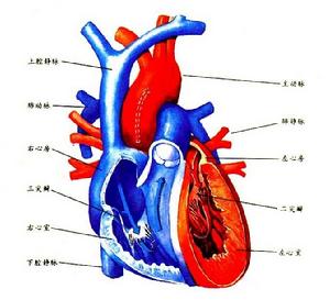 慢性肺原性心臟病 慢性肺原性心臟病