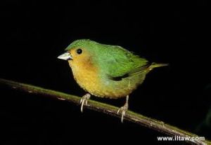 綠針尾雀 綠針尾雀