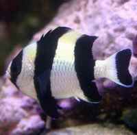 黑尾宅泥魚 黑尾宅泥魚